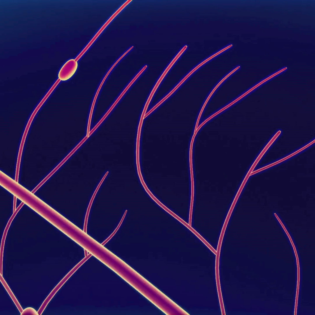 PURE Lymphatic Massage - 60 min Treatment