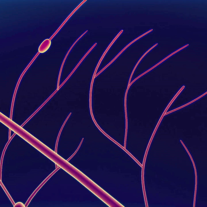 PURE Lymphatic Massage - 60 min Treatment