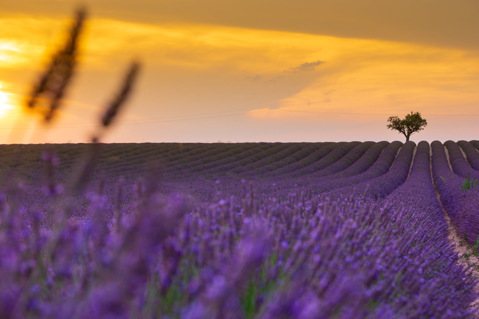lavender fields